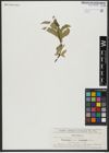 Foto von Salix hastata L.